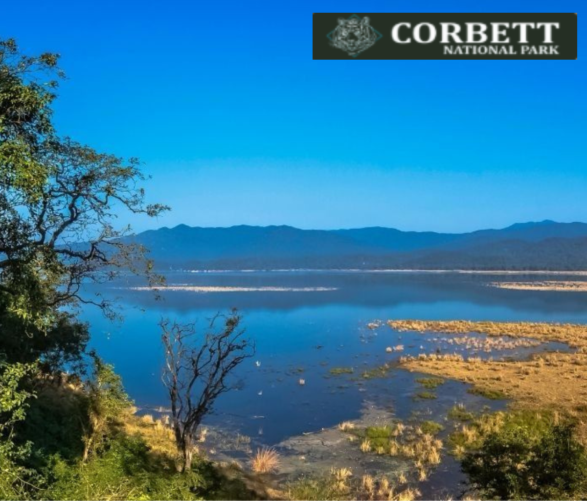 a safari jeep on a forest trail, and tourists spotting wildlife under cloudy skies.